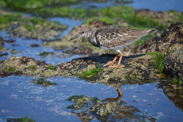 A ruddy turnstone (Arenaria interpres) and its reflection in the water foraging during low tide in Tenerife, The Canary Islands, Spain