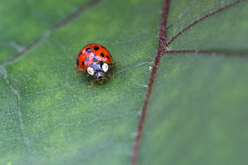 ladybug on a leaf