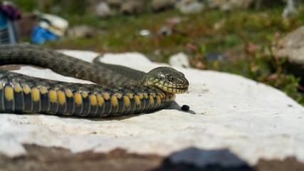 Selective focus on the reptile's head. Common Water Snake (Natrix). The snake Natrix lies on a white stone. Python is black and orange. The Mora snake looks ahead. The concept of wild nature.