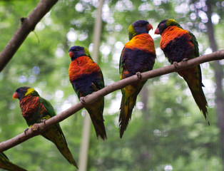 Rainbow Lorikeet flock