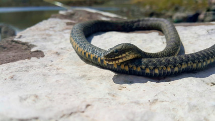Selective focus on the reptile's head. Common Water Snake (Natrix). The snake Natrix lies on a white stone. Python is black and orange. The Mora snake looks ahead. The concept of wild nature.