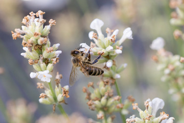 Biene auf Blüte im Sommer