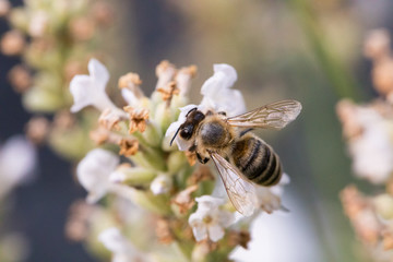 Biene auf Blüte im Sommer