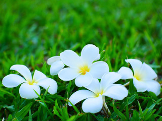 white plumeria flowers nature background