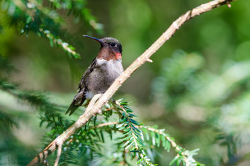 Ruby-throated Hummingbird closeup perched in a tree