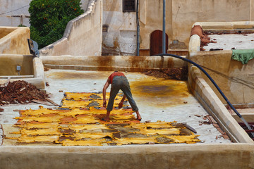 Unknown worker lays painted hides on the roof of old tannery in Fez. Morocco. The tanning industry...