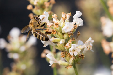 Biene auf Blüte im Sommer
