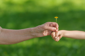 Two hands together on a green natural background. Granddaughter and grandmother with a flower in...