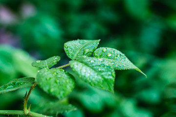 Fototapeta na wymiar water drops on a green leaf