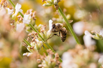 Biene auf Blüte im Sommer
