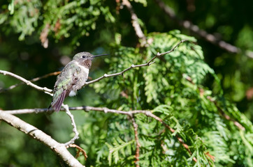 Ruby-throated Hummingbird closeup perched in a tree