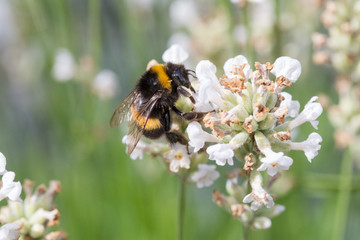 Erdhummel Hummel auf Blüte