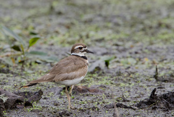 Killdeer closeup in a marsh