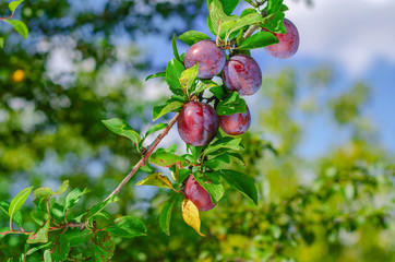 Blue plums ripe on a tree. Summer harvest. Healthy Eating. Fruits