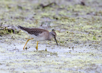 Lesser Yellowlegs foraging in a marsh