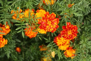 Beautiful orange flowers in a summer Park 