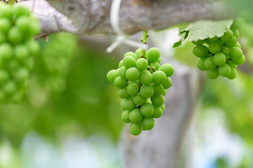 Young fruits of the grape, on the branch