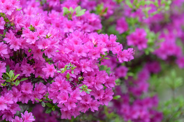 Fototapeta premium Pink azalea flower, in full bloom, Rhododendron