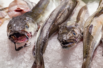 Heads of the merluccid hakes on the ice in the market.