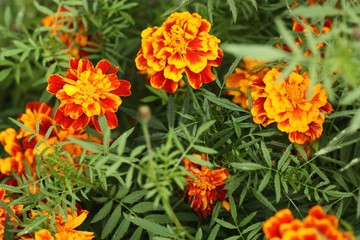 Beautiful orange flowers in a summer Park 