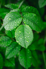 water drops on a green leaf