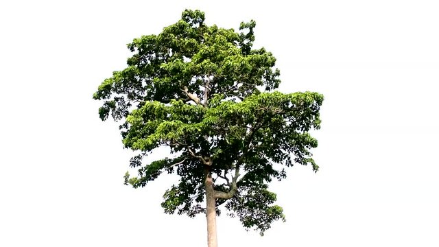 The tree is completely separated from the white ba background Scientific name Hymenodictyon orixense (Roxb.) Mabb.