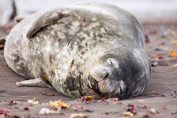 Weddel seal taking a nap on a beach Hannah Point on the South Shetland Islands