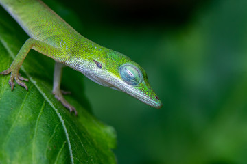 Closeup shot of a green lizard on a green leaf with a blurred background