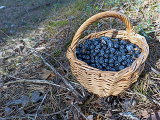 Fototapeta na wymiar photo of blueberries in a basket at the forest edge on a summer day. gifts of the forest. harvesting berries