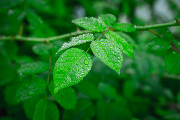 water drops on a green leaf