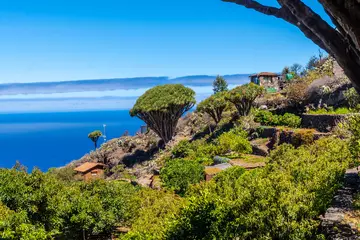 Abwaschbare Fototapete Kanarische Inseln Las tricias trail and its beautiful dragon trees in the town of Garafia in the north of the island of La Palma, Canary Islands