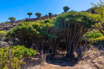 Fototapeta na wymiar Las tricias trail and its beautiful dragon trees in the town of Garafia in the north of the island of La Palma, Canary Islands