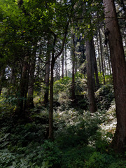 日本の森