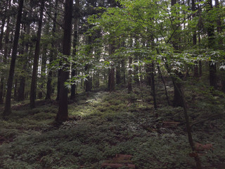日本の森