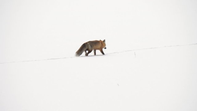 tracking shot of a red fox walking on winter snow at yellowstone national park in wyoming, usa