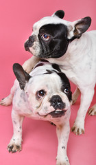 french bulldog portrait