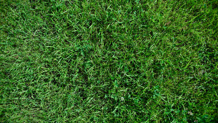The texture of the grass, green lawn. View from above. Intense green