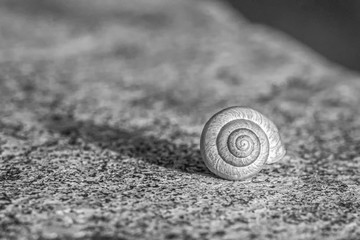 Closeup grayscale shot of a snail on the ground
