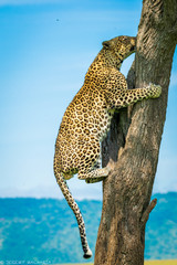 a strong male Leopard going up a tree