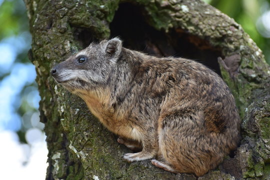 a tree hyrax displaying