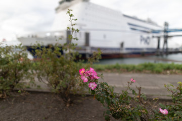 Blumen vor Schiff 