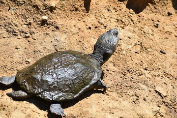 a terrapin busking in the sun