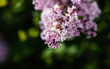 Obraz premium Purple flower
