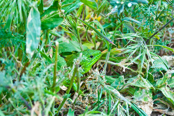 Male of green lizard (Lacerta viridis)