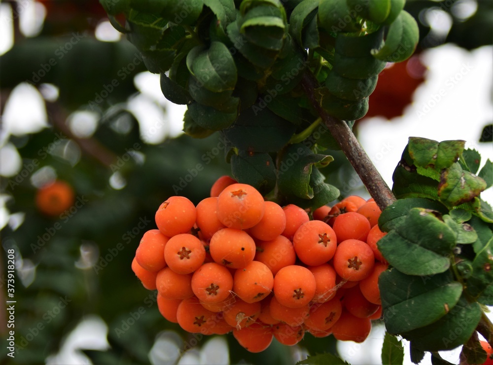 Wall mural red berries on a tree