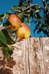 pears on wooden background
