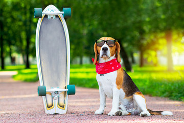 A beagle dog in sunglasses sits in a park near a longboard. The foxhound pet is walking, learning...