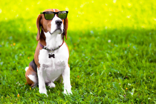 Portrait of a serious beagle dog wearing sunglasses on green grass. Funny hunting foxhound in the park. Copy Space