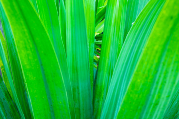 Closeup of green leaves, natural background