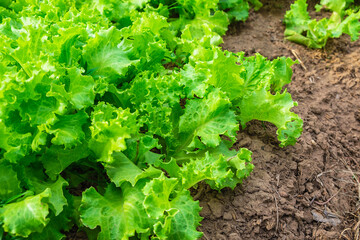 Organic glass lettuce Healthy vegetables